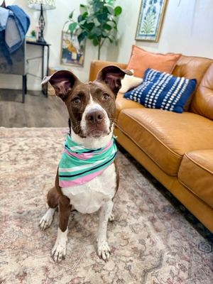 Scarlet Mae The Floppy Eared Lovebug thumbnail 11