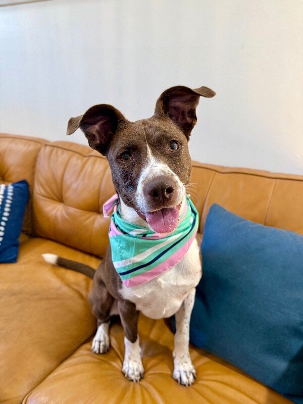 Scarlet Mae The Floppy Eared Lovebug - Photo 1