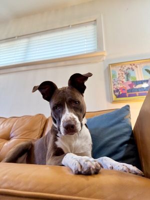 Scarlet Mae The Floppy Eared Lovebug thumbnail 13