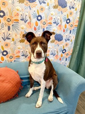 Scarlet Mae The Floppy Eared Lovebug thumbnail 7