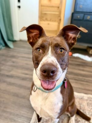 Scarlet Mae The Floppy Eared Lovebug thumbnail 3