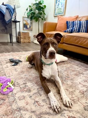 Scarlet Mae The Floppy Eared Lovebug thumbnail 9
