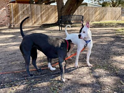 Wishbone Wonder Silly Sweetness thumbnail 11
