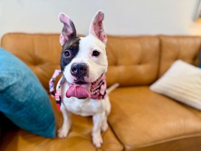 Wishbone Wonder Silly Sweetness thumbnail 13