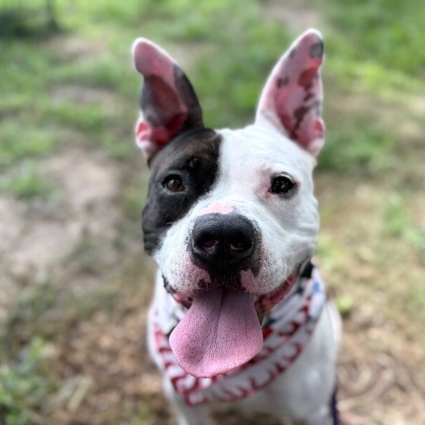 Wishbone Wonder Silly Sweetness, a Staffordshire Bull Terrier dog