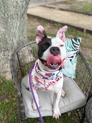Wishbone Wonder Silly Sweetness thumbnail 10