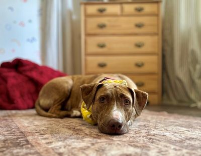 Goldie Golden The Quiet Perfect Companion thumbnail 5
