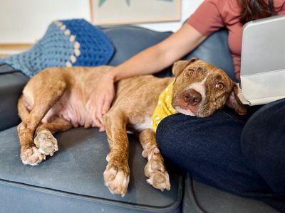 Goldie Golden The Quiet Perfect Companion thumbnail 9