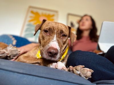 Goldie Golden The Quiet Perfect Companion thumbnail 4