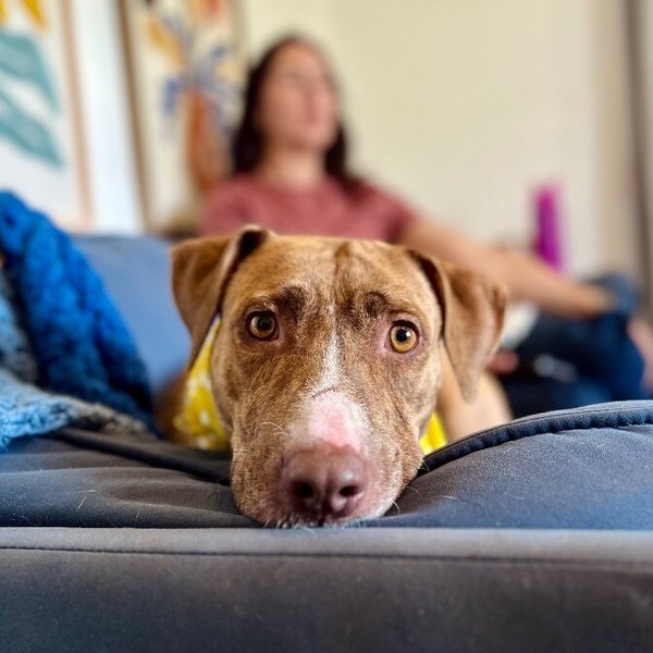 Goldie Golden The Quiet Perfect Companion, a American Pit Bull Terrier dog