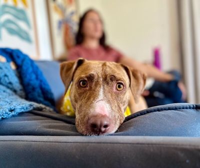 Goldie Golden The Quiet Perfect Companion thumbnail 1