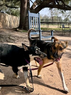 Lentil Lou The Loving Little Shepherd thumbnail 3