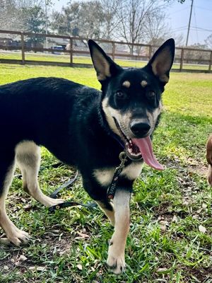 Lentil Lou The Loving Little Shepherd thumbnail 15