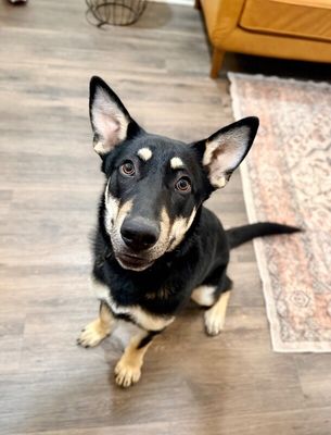 Lentil Lou The Loving Little Shepherd thumbnail 10