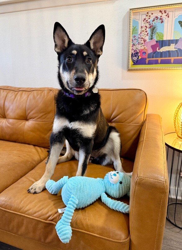 Lentil Lou The Loving Little Shepherd - Photo 1