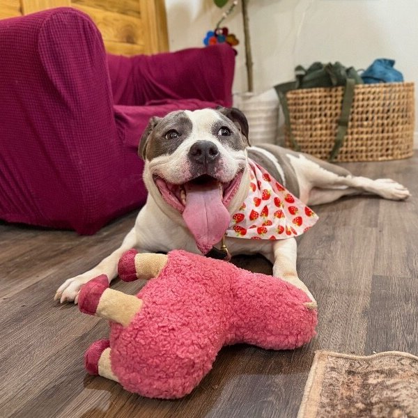 Star Light Star Bright, a American Bully dog available for adoption