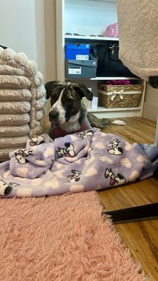 Gracie Sparkle Socks thumbnail 12