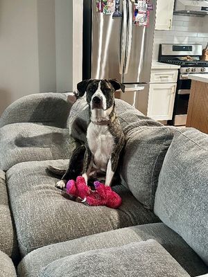 Gracie Sparkle Socks thumbnail 9