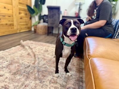 Molly the Itty Bitty Pittie thumbnail 4