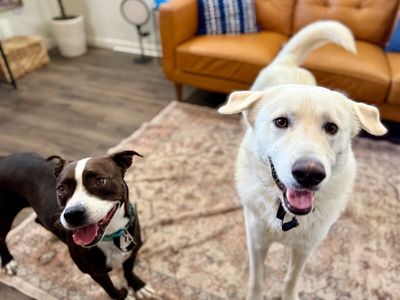 Molly the Itty Bitty Pittie thumbnail 8