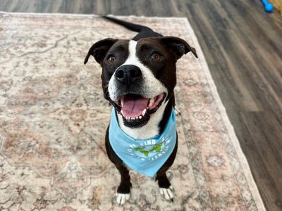 Molly the Itty Bitty Pittie thumbnail 9
