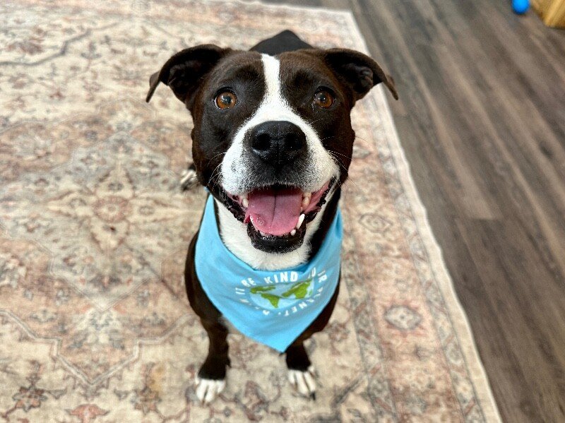 Molly the Itty Bitty Pittie - Photo 1