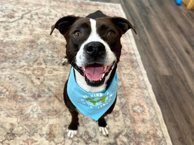 Molly the Itty Bitty Pittie thumbnail 1