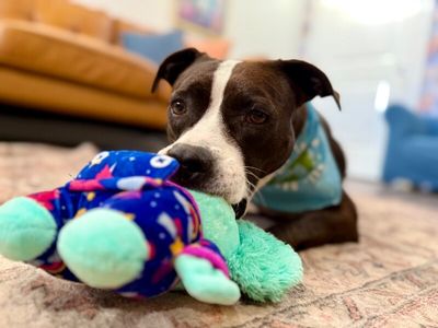 Molly the Itty Bitty Pittie thumbnail 7