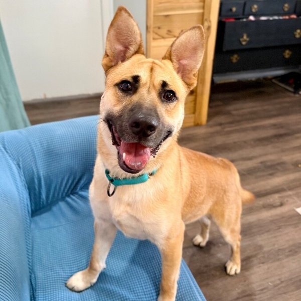 Barney Delight The Certified Mood Booster, a German Shepherd Dog dog