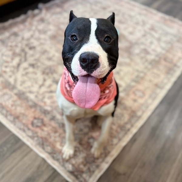 Bond Your Double O Buddy, a Staffordshire Bull Terrier dog