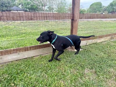 Kissy Kismet The Kid Loving Pup thumbnail 15