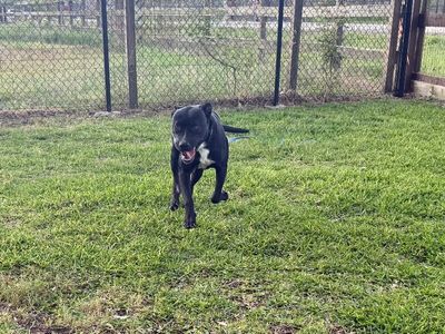 Kissy Kismet The Kid Loving Pup thumbnail 10