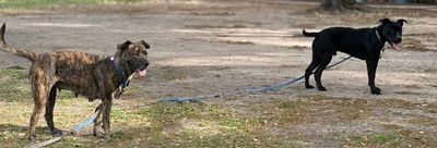 Kissy Kismet The Kid Loving Pup thumbnail 5