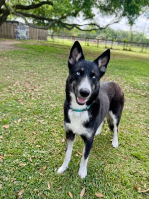 Skye Blue The Blue Eyed Beauty thumbnail 7