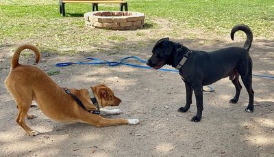 Roscoe Cuddle Family Dog thumbnail 3