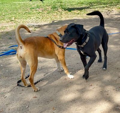 Roscoe Cuddle Family Dog thumbnail 14