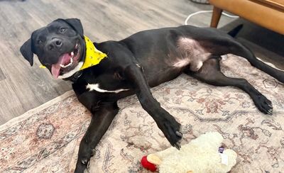 Roscoe Cuddle Family Dog thumbnail 2