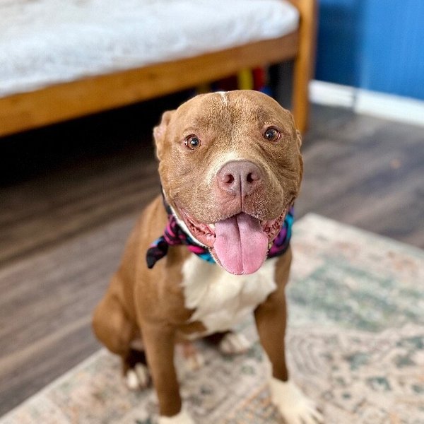 Fred Squishmellow, a Pit Bull Terrier dog