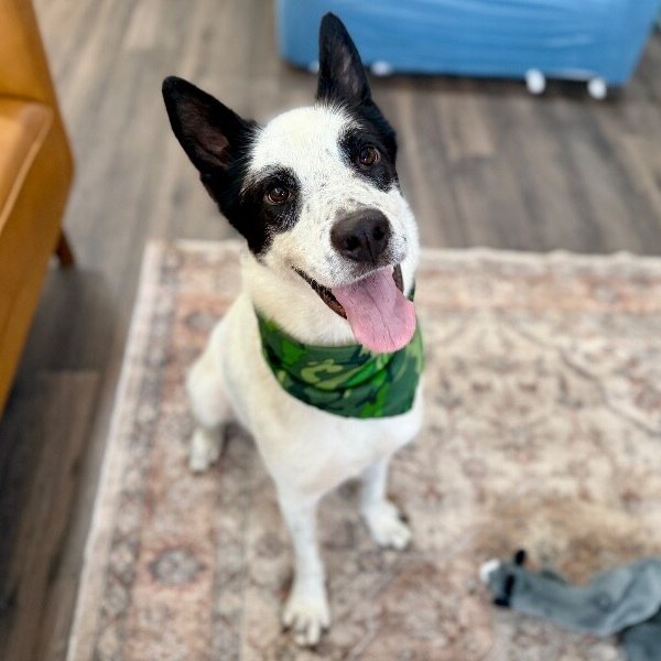 Holliday Tippy Tappy Freckles, a Border Collie dog available for adoption