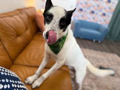Holliday Tippy Tappy Freckles thumbnail 9