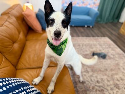 Holliday Tippy Tappy Freckles thumbnail 12