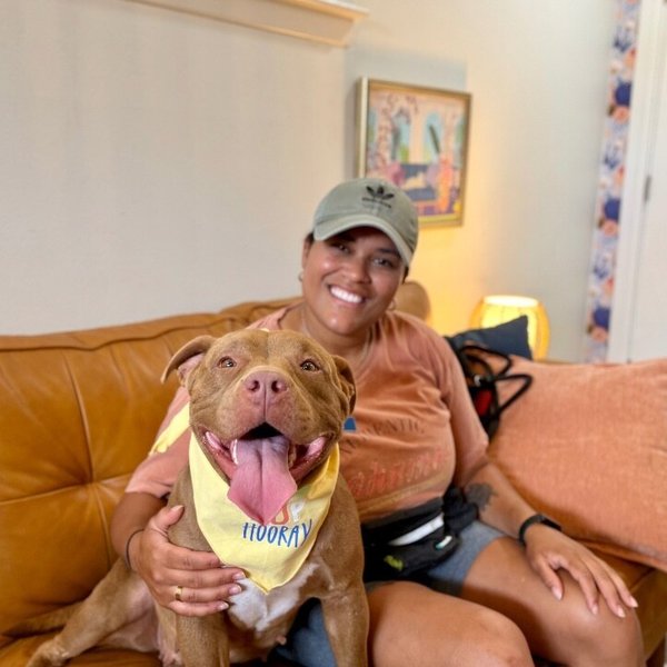 Wilma Wovey Dovey, a American Bully dog available for adoption