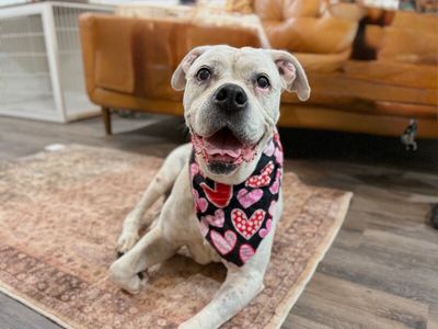 Delilah the sweetest old soul thumbnail 6