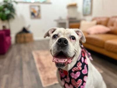 Delilah the sweetest old soul thumbnail 12