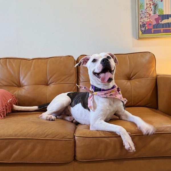 Rain Drop Petite Wiggle Bloom, a Pit Bull Terrier dog