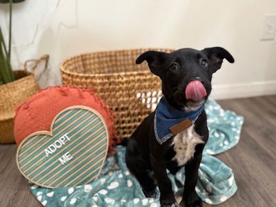 Lou Loomie Big Ears Big Heart thumbnail 5