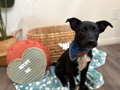 Lou Loomie Big Ears Big Heart thumbnail 3