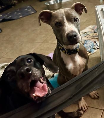 Cricket Couch Champ thumbnail 11