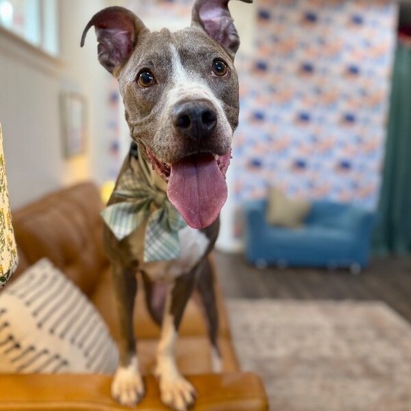 Cricket Couch Champ, a American Pit Bull Terrier dog