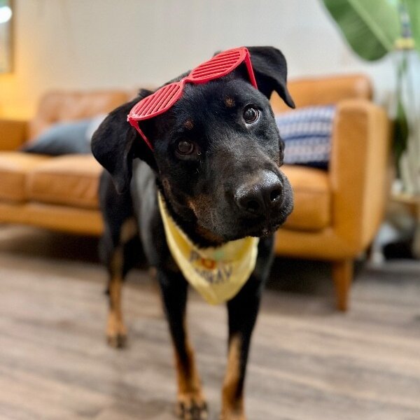 Dinah Dove Gentle Heart, a Rottweiler dog